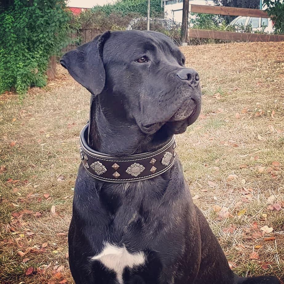 Aztec Zwarte Halsband Voor Honden Van Bestia Collars Met Krachtig Ontwerp En Europees Vakmanschap