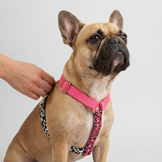 Hundegeschirr CandyMix Woofy Hund