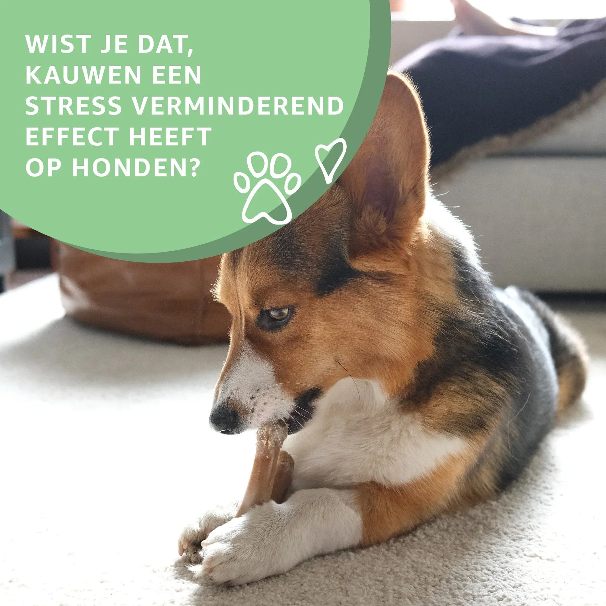 Halve Varkensoren-2