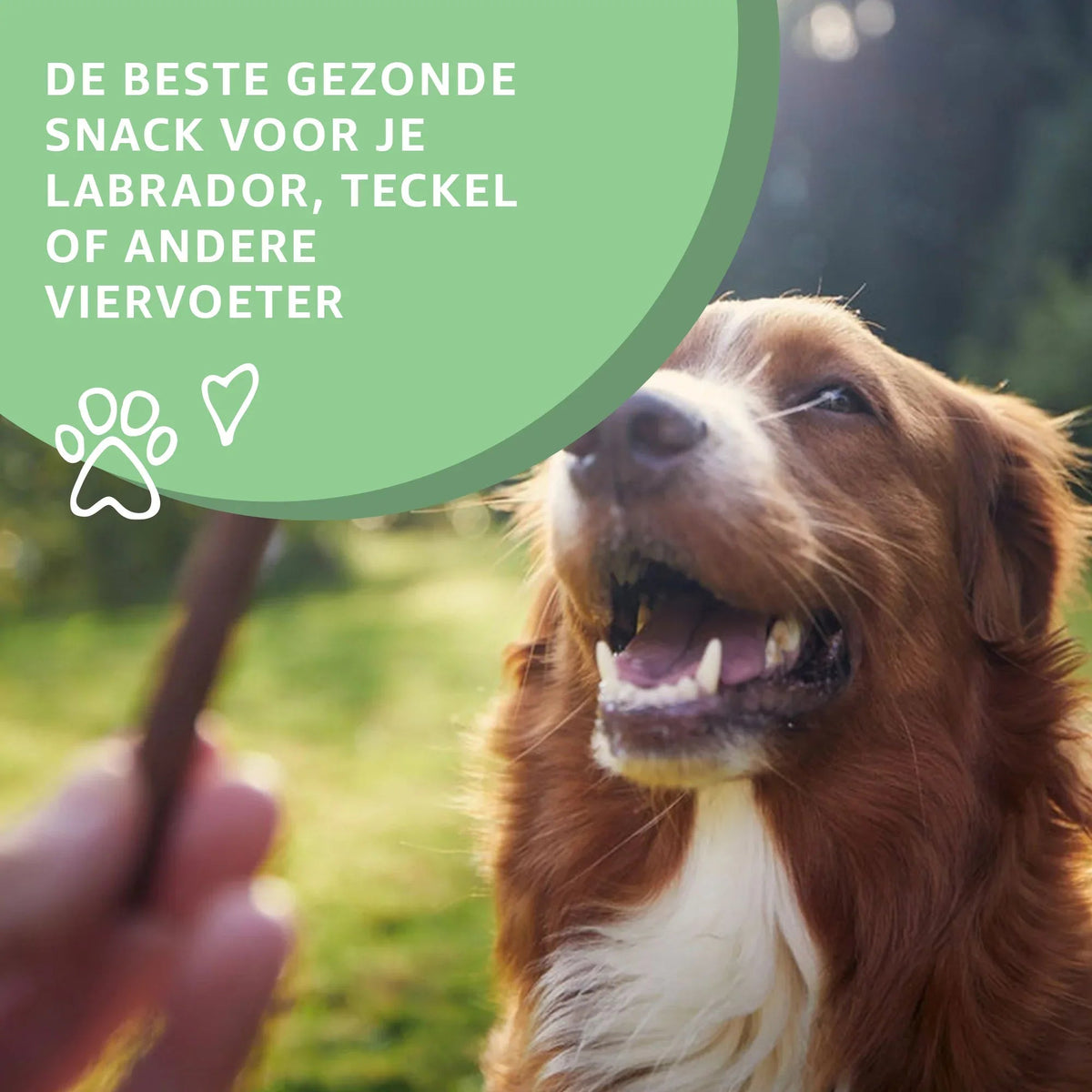 Premium Wildzwijn Strips Voor Honden 100% Natuurlijk Snack