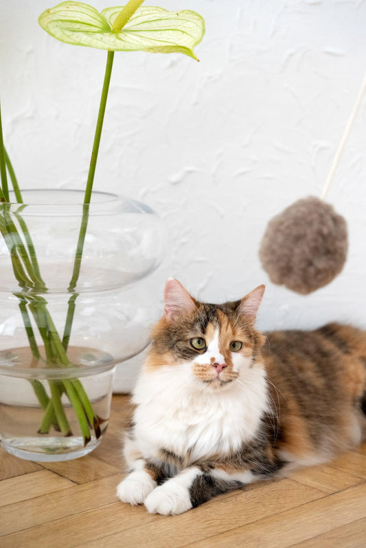 Natural Woolen Cat Toy: Ball Mellow Pet Store
