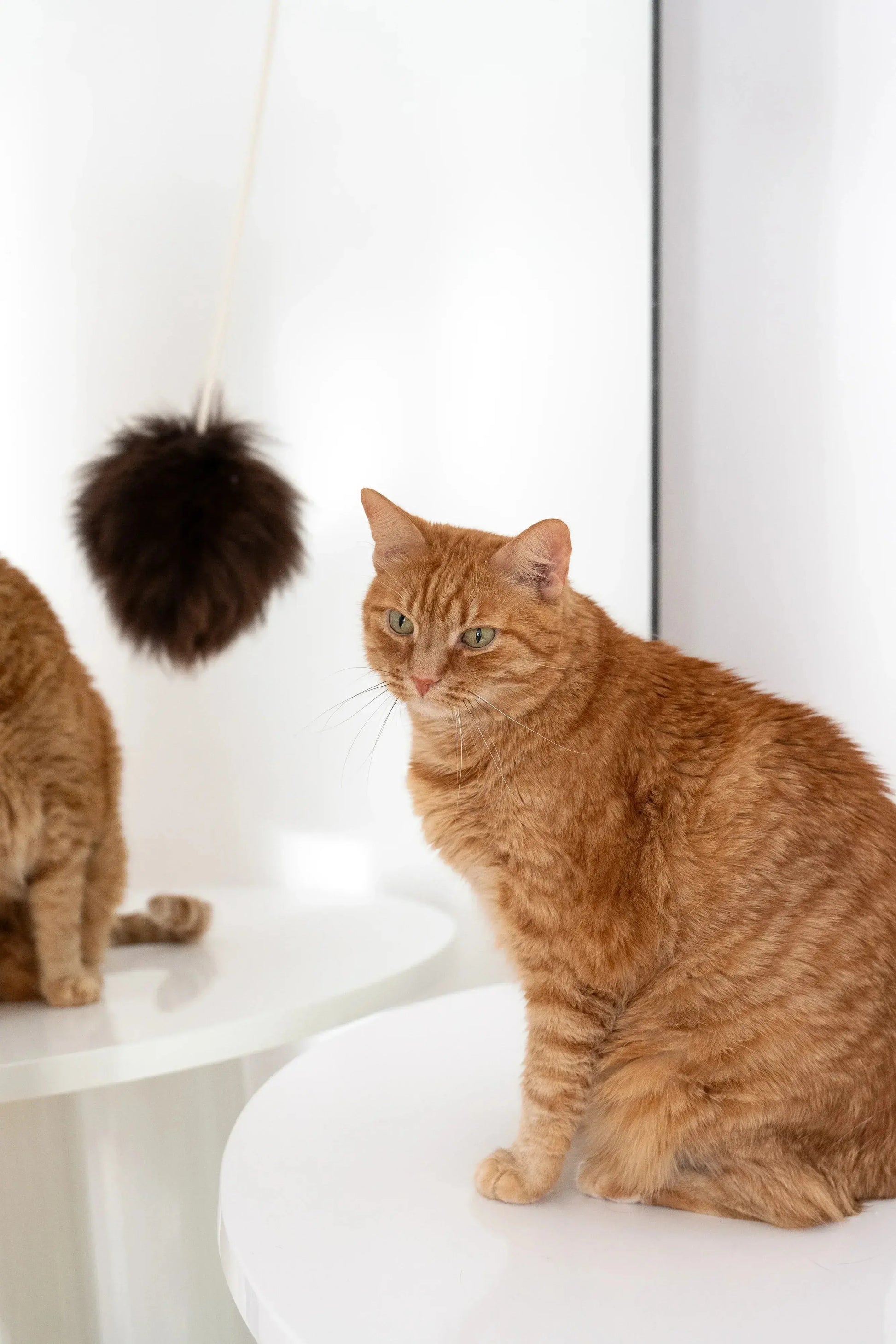 Natural Woolen Cat Toy: Ball Mellow Pet Store
