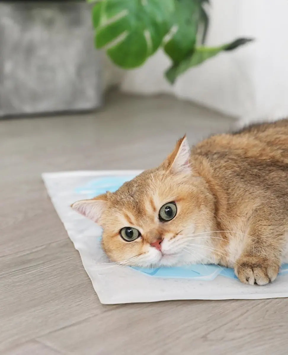 Summer Cooling Pet Ice Mat Tiny Pet
